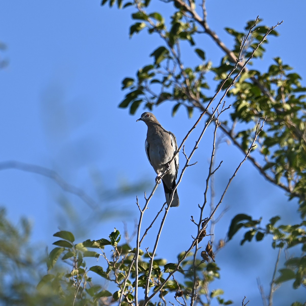 Tourterelle à ailes blanches - ML609847141