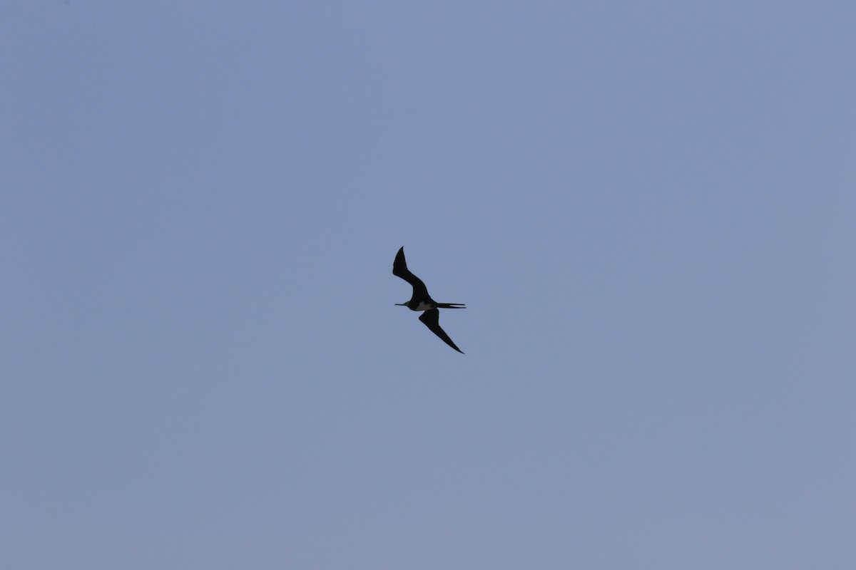 Great Frigatebird - ML609847175