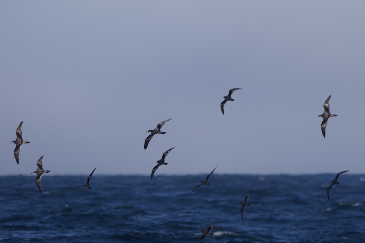 Buller's Shearwater - ML609847208