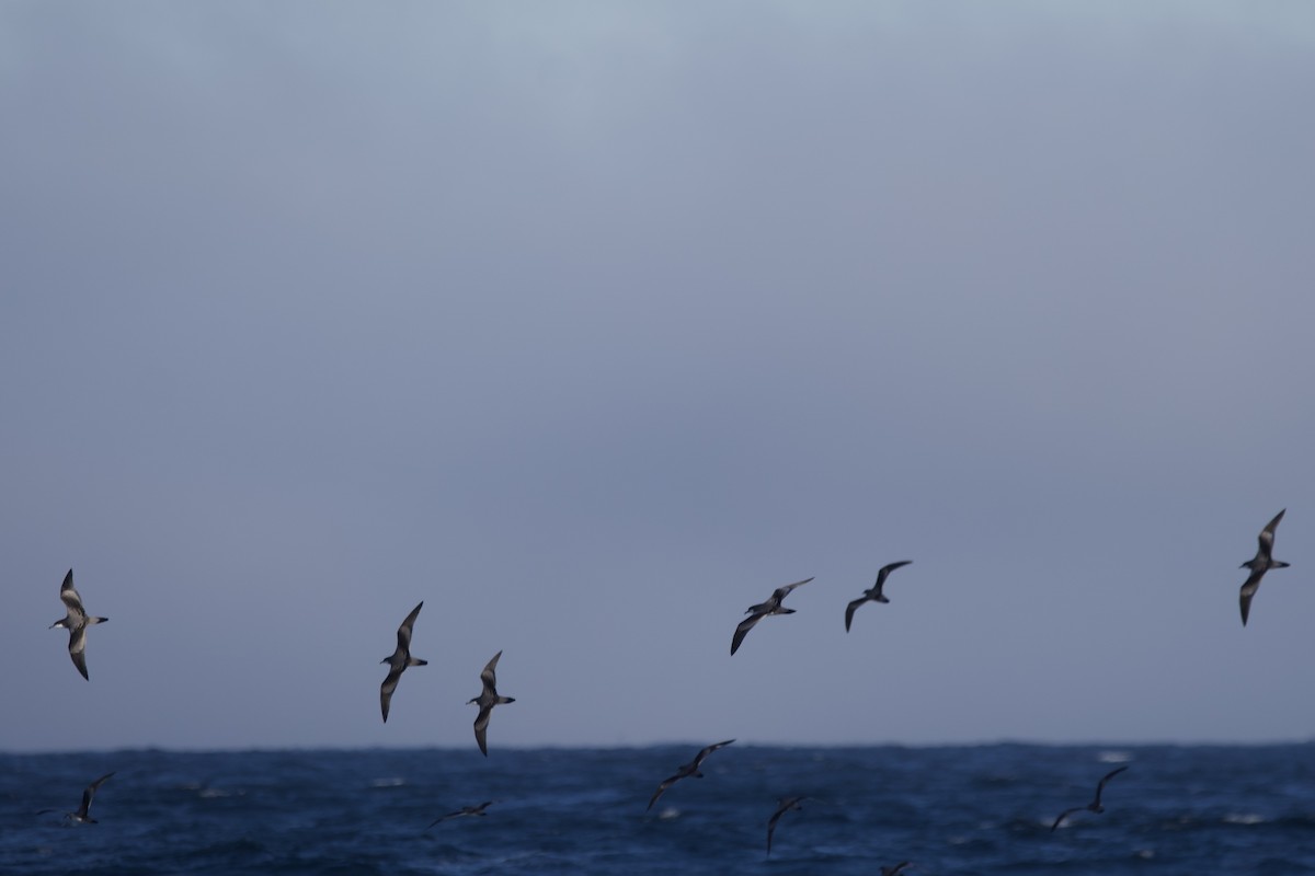 Buller's Shearwater - ML609847209