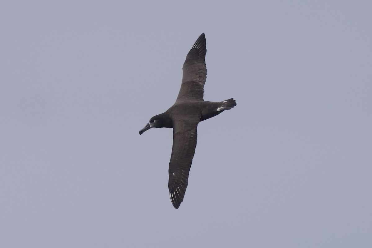 Albatros à pieds noirs - ML609847236