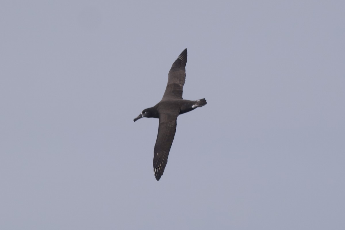 Albatros à pieds noirs - ML609847237