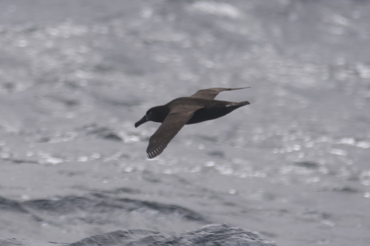 albatros černonohý - ML609847238