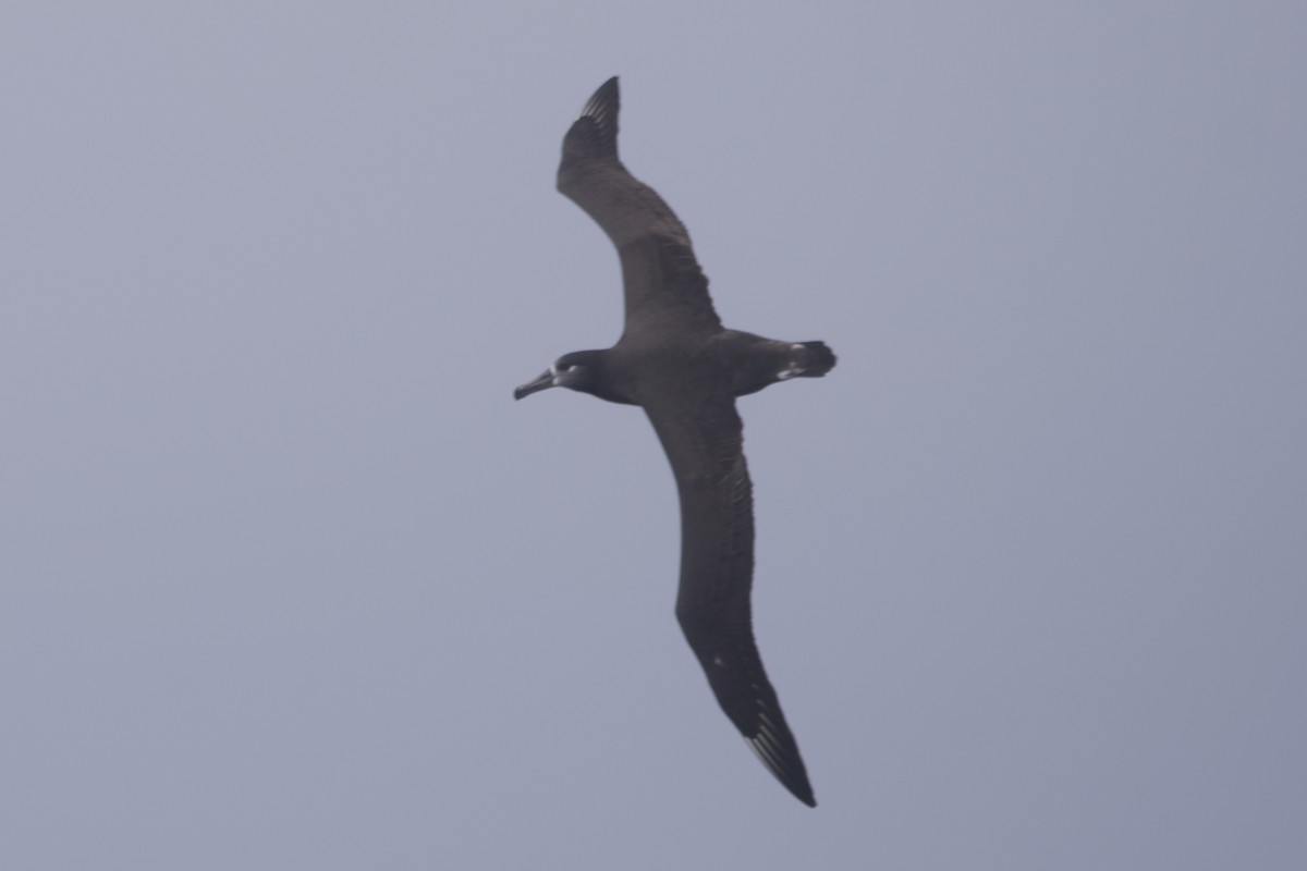 albatros černonohý - ML609847239