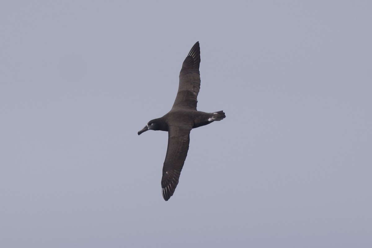 Черноногий альбатрос - ML609847240