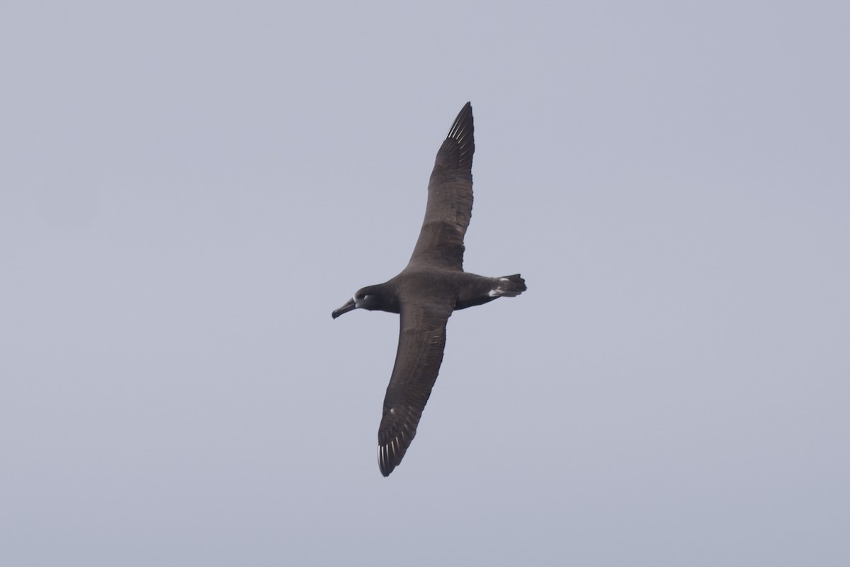 albatros černonohý - ML609847241