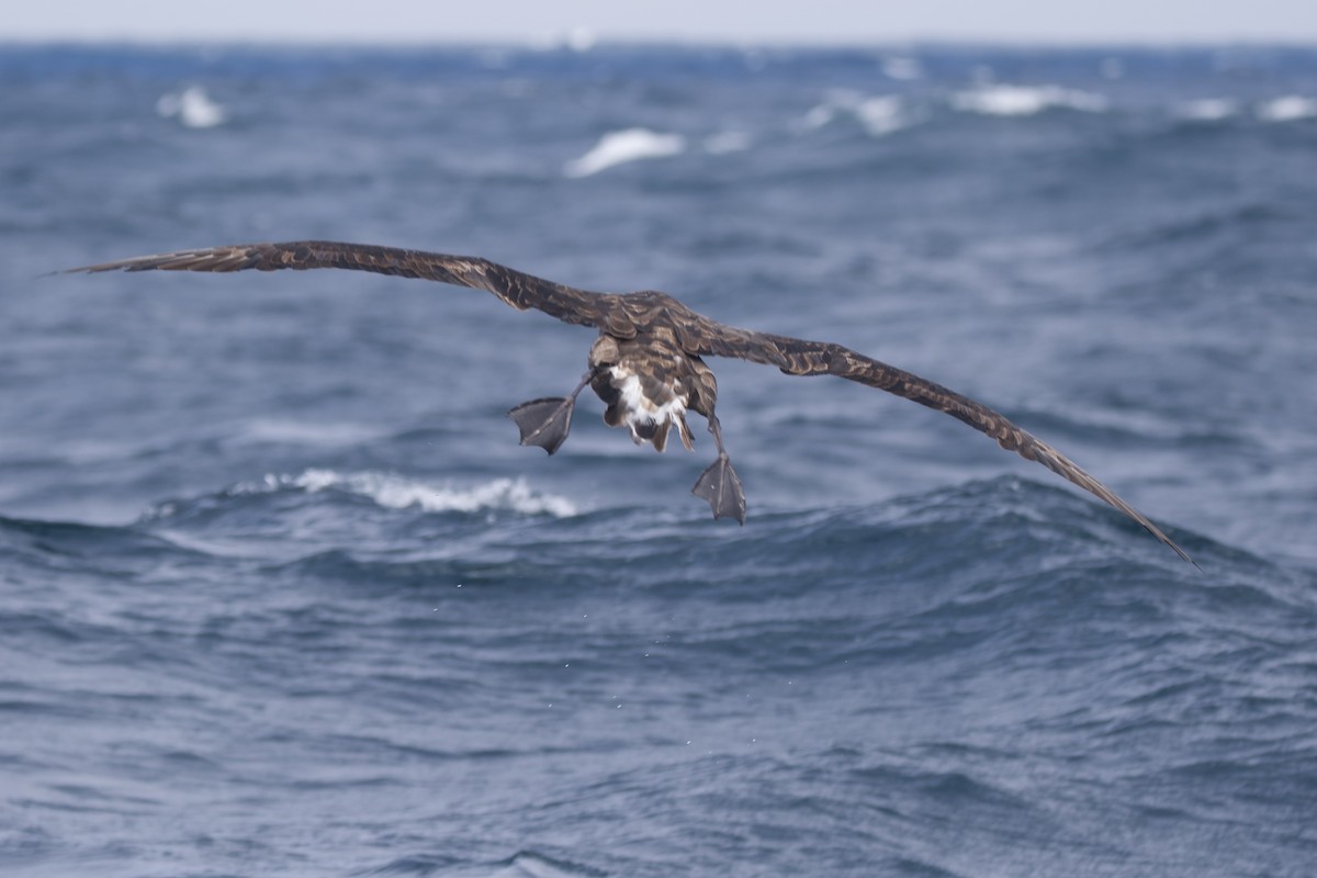 Albatros à pieds noirs - ML609847242