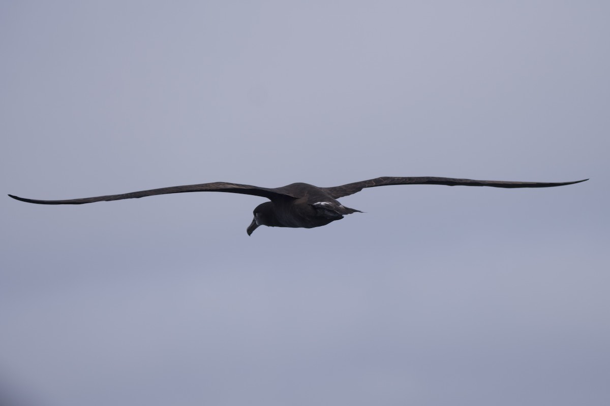 Albatros à pieds noirs - ML609847243
