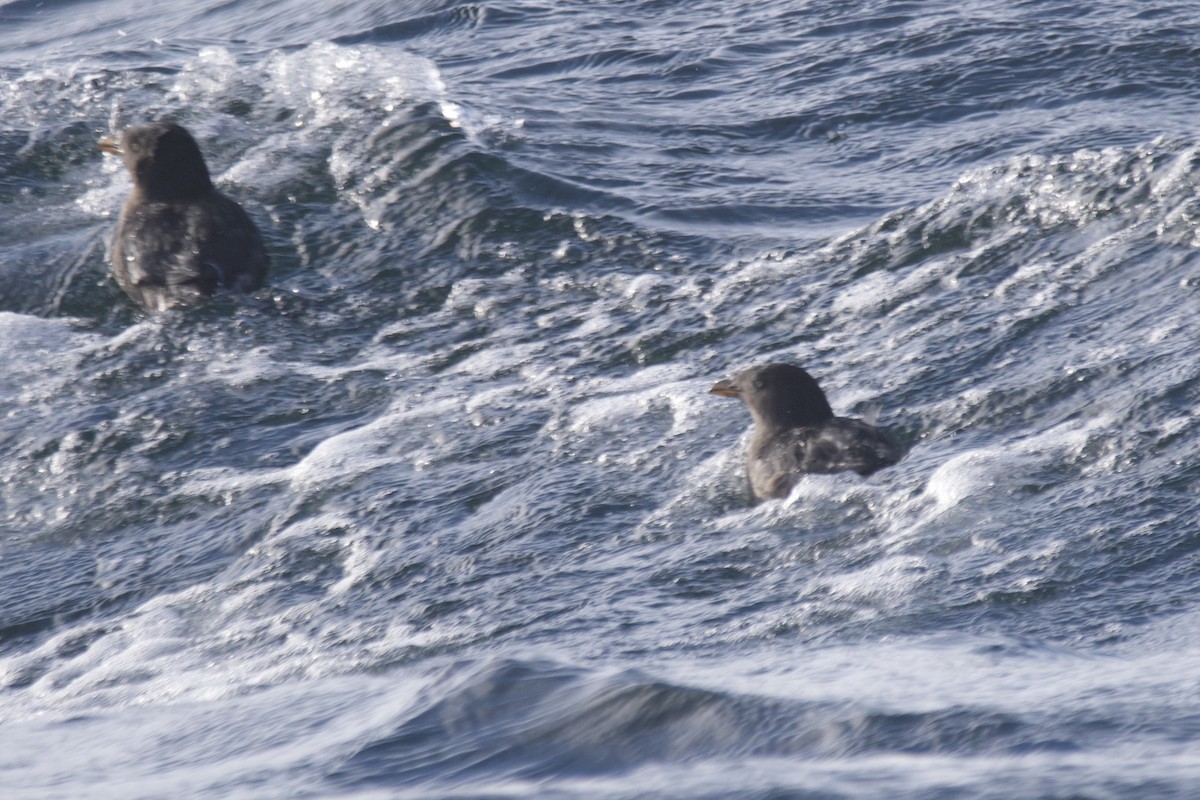 Rhinoceros Auklet - Greg Hertler