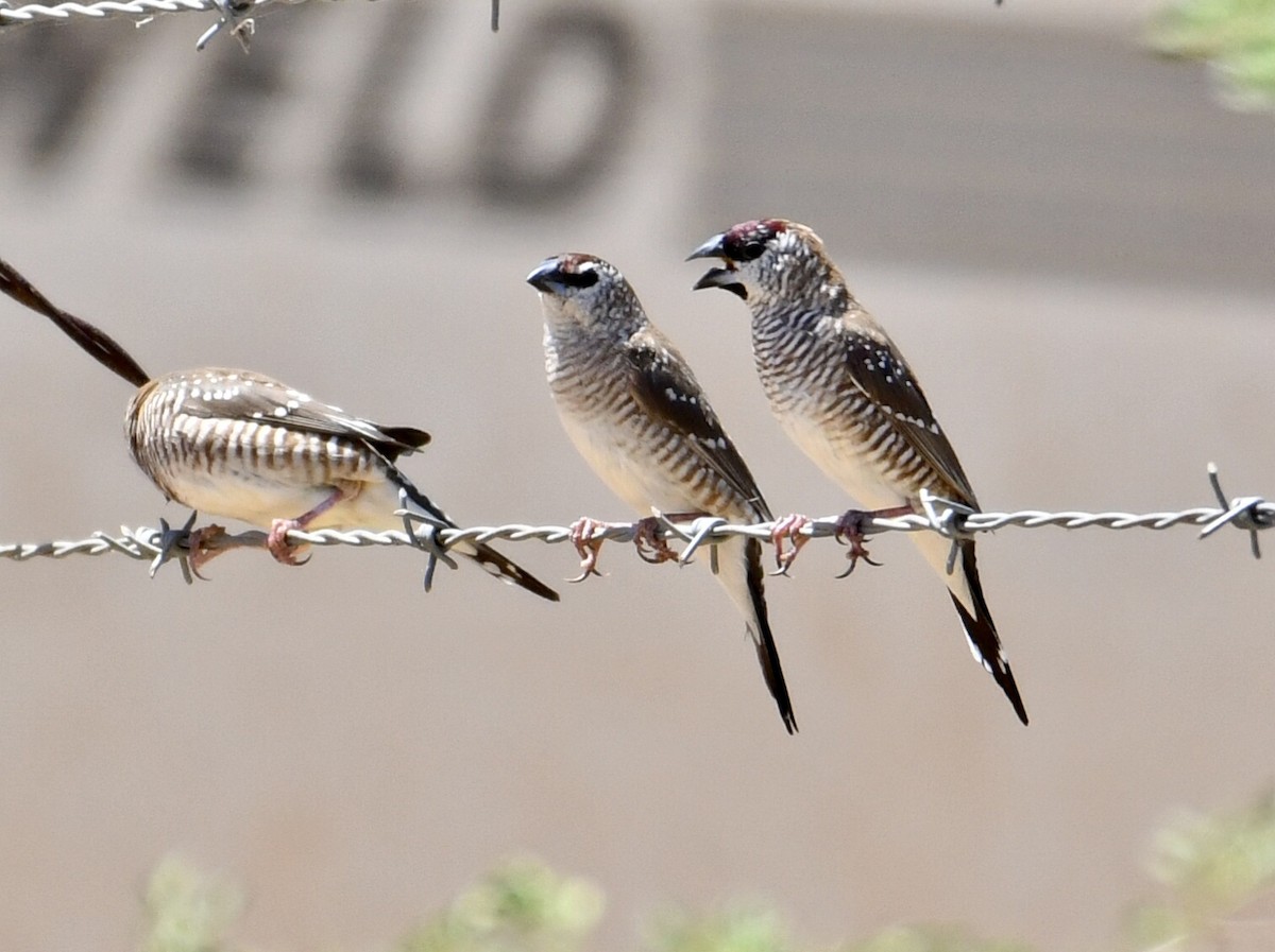 Plum-headed Finch - John Formosa