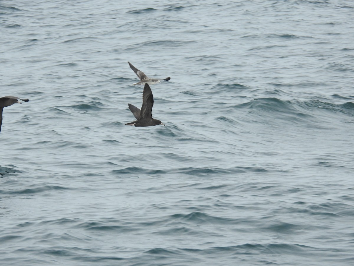 Flesh-footed Shearwater - ML609847433