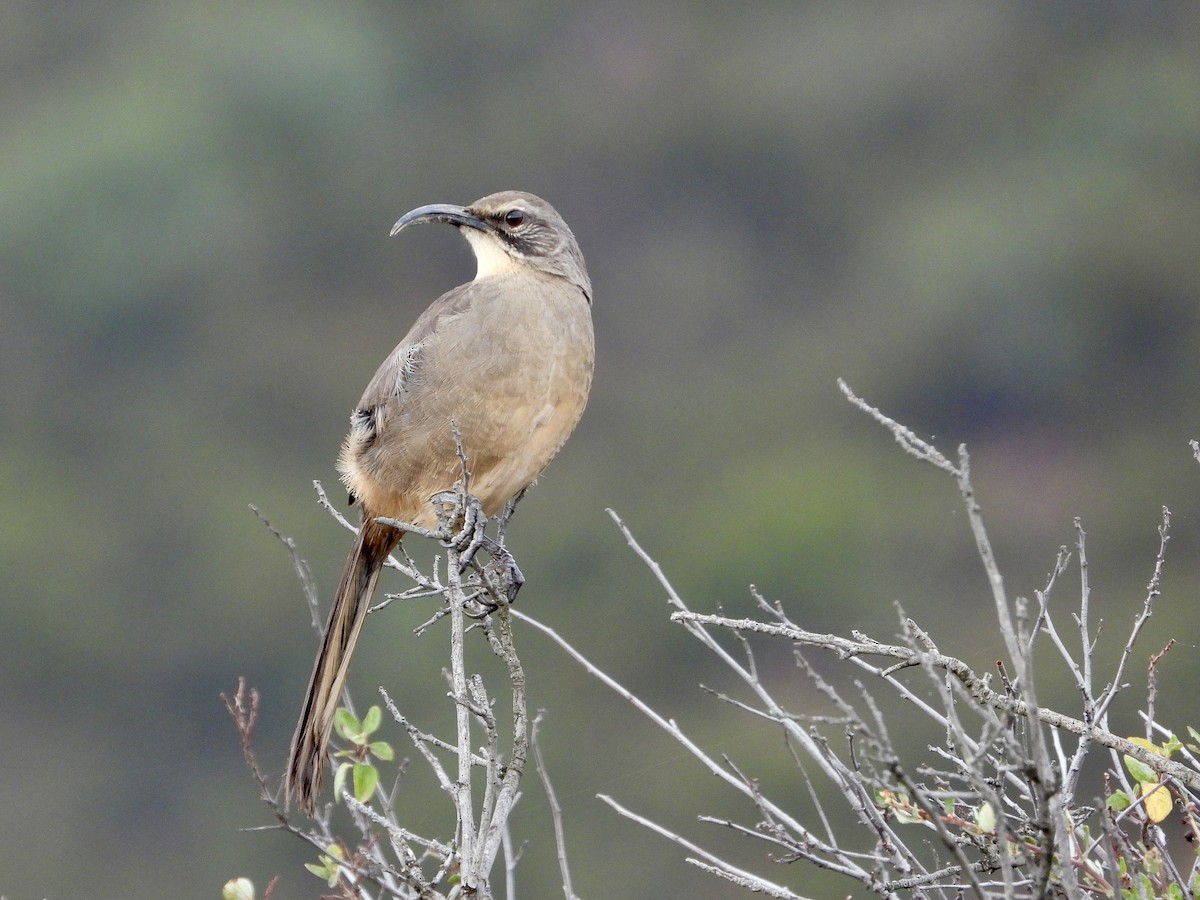 California Thrasher - ML609847436