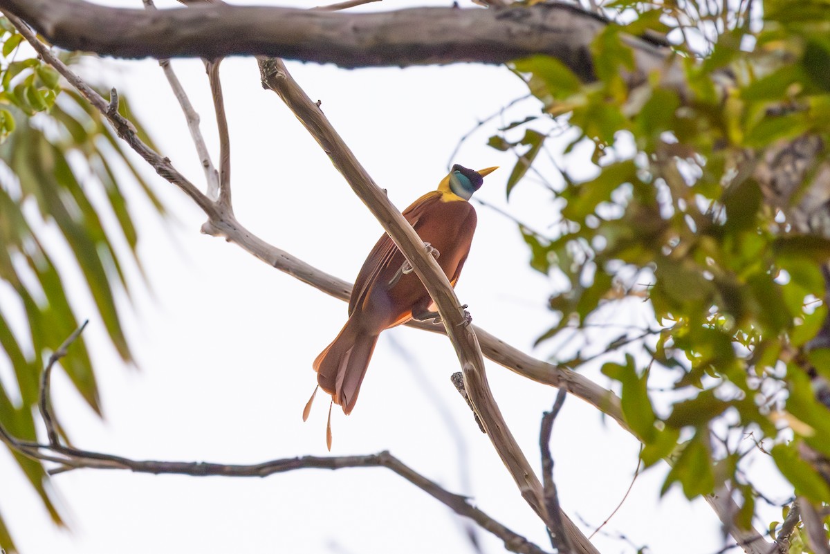 Red Bird-of-Paradise - ML609847465