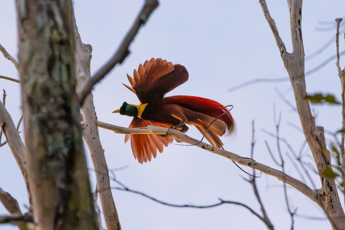 Red Bird-of-Paradise - ML609847470