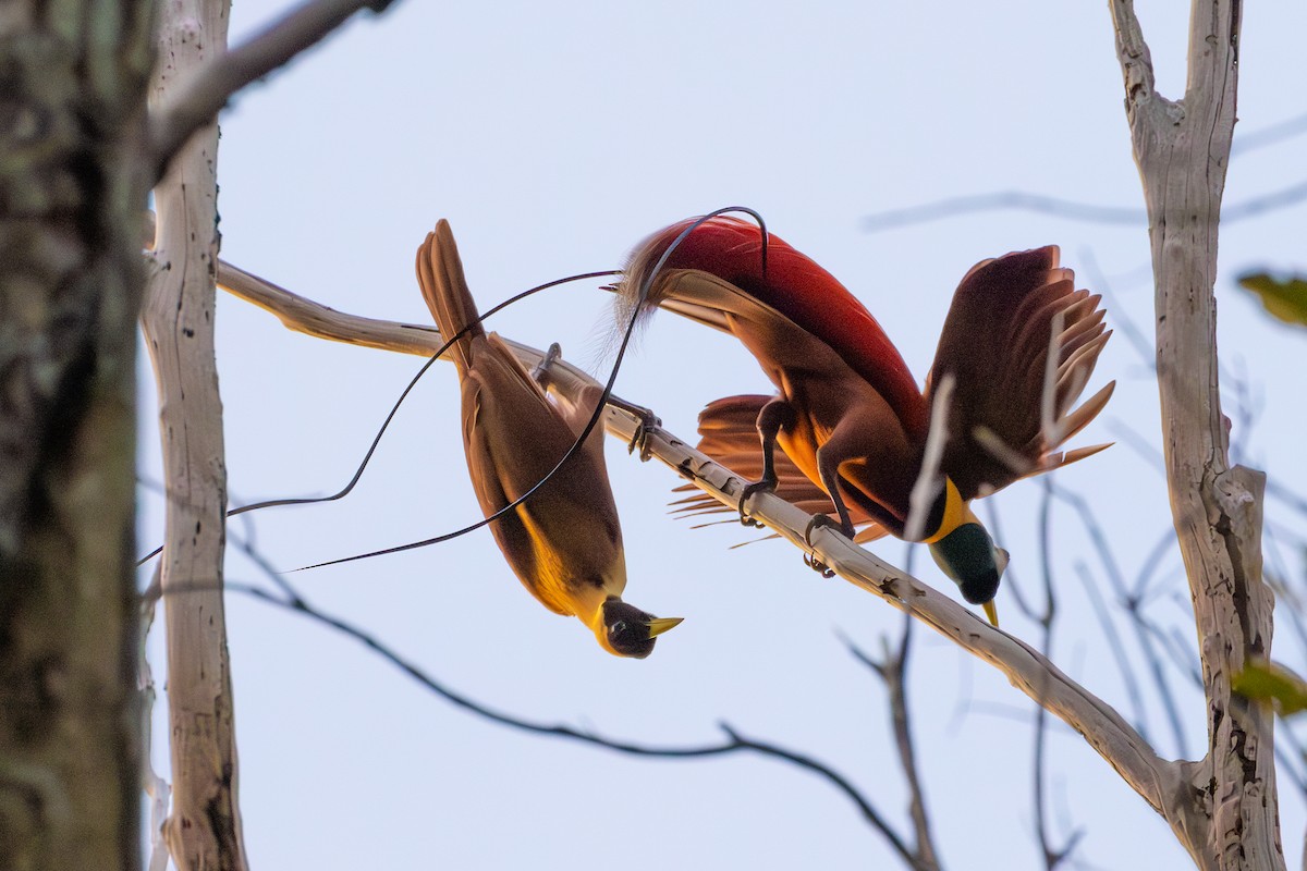 Red Bird-of-Paradise - ML609847471