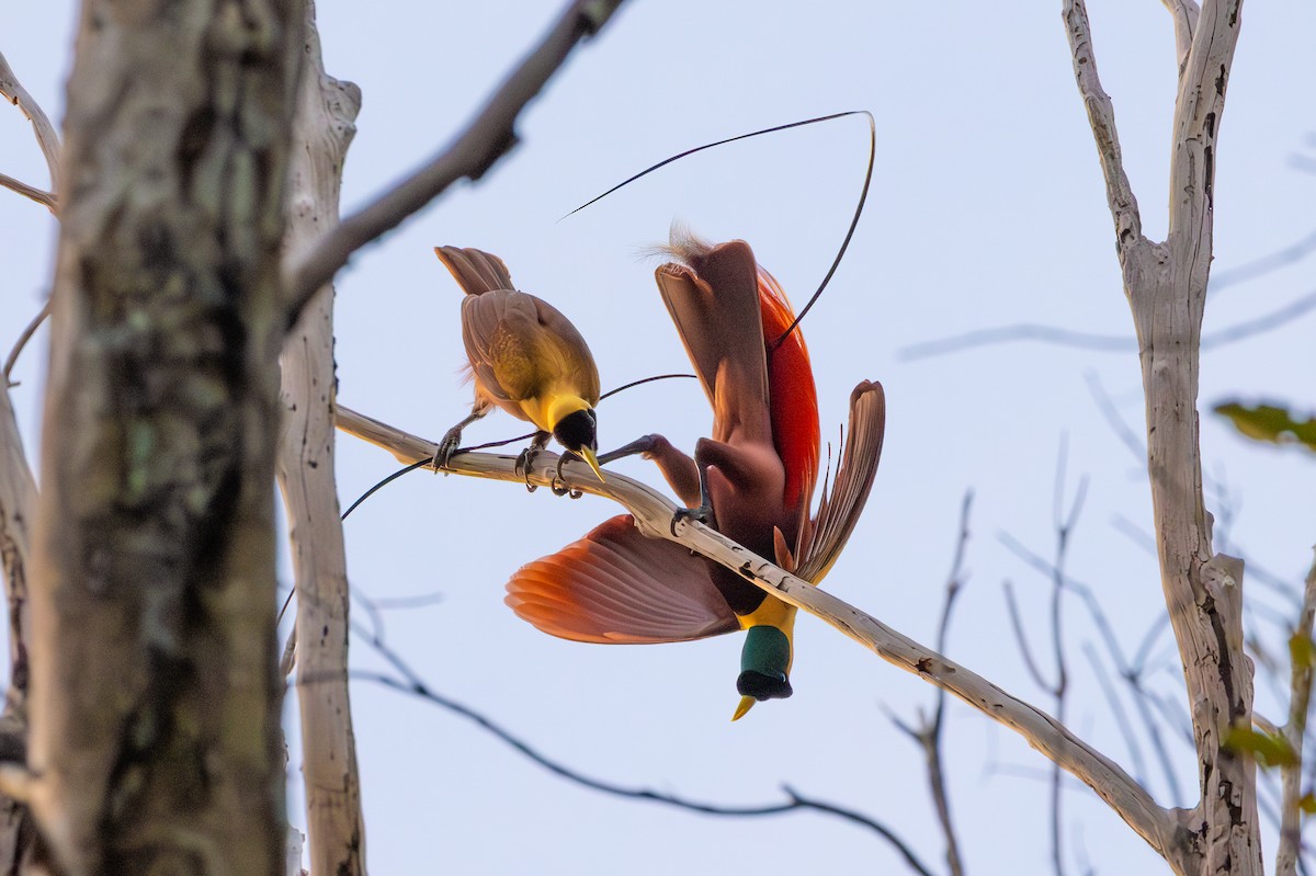 Red Bird-of-Paradise - ML609847474