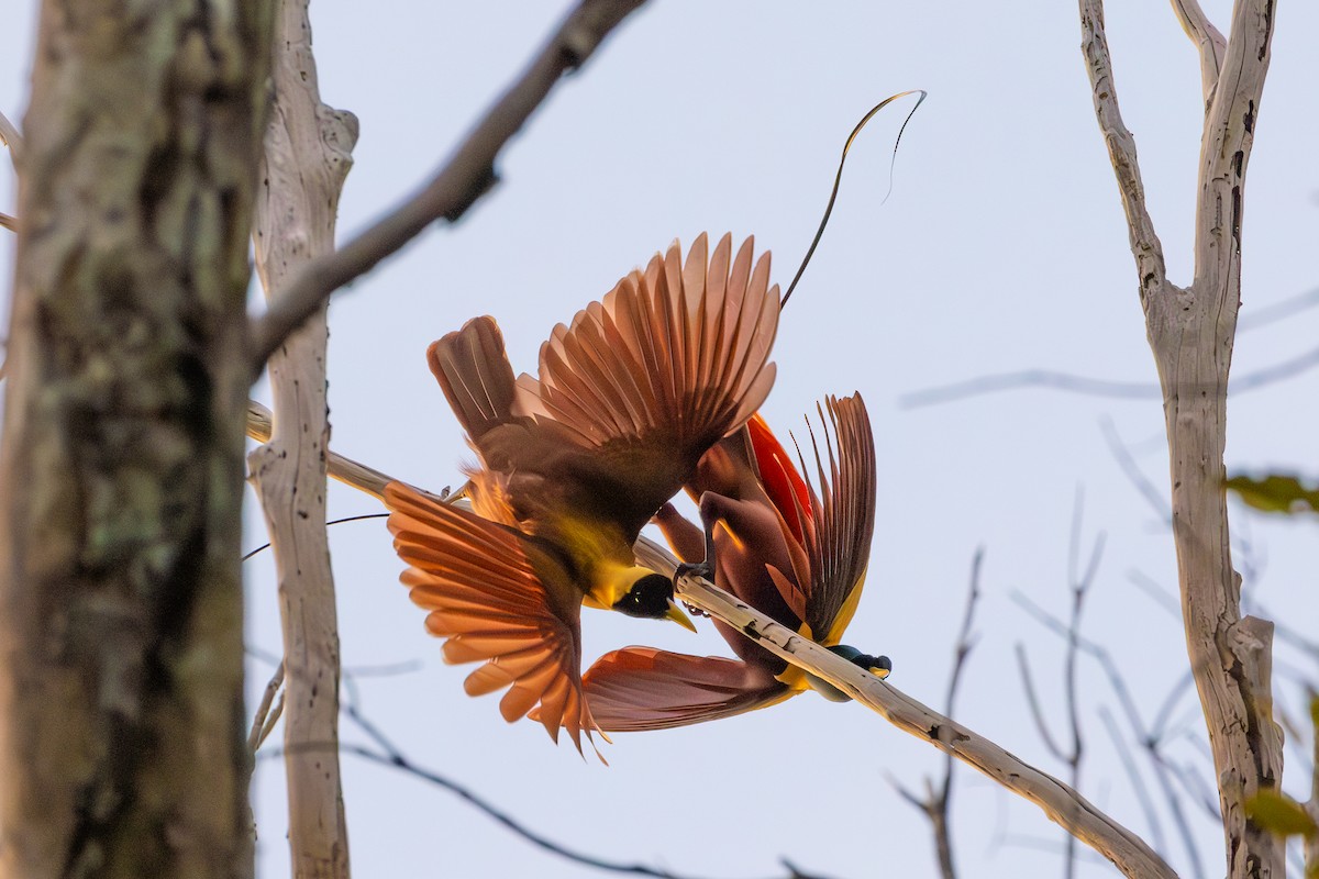 Red Bird-of-Paradise - ML609847475