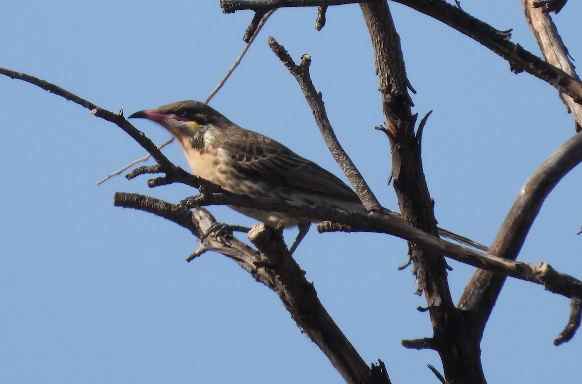 Spiny-cheeked Honeyeater - ML609847515