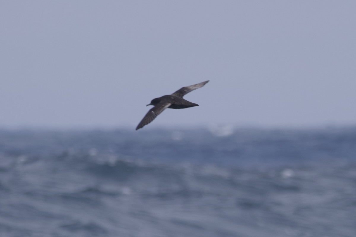 Sooty Shearwater - ML609847533