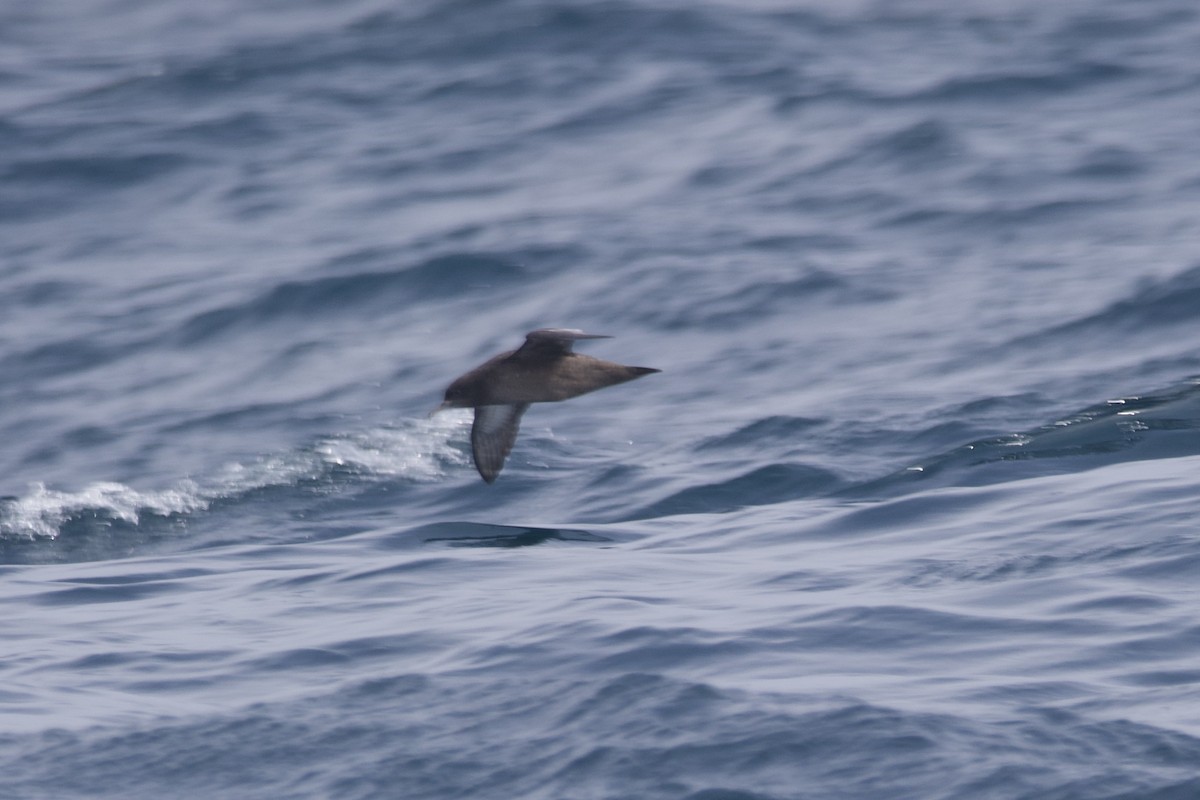 Sooty Shearwater - ML609847534