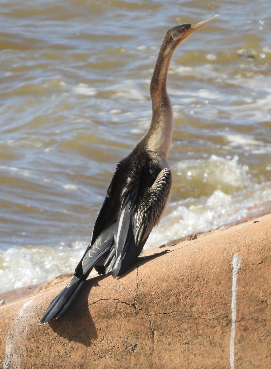 Anhinga d'Australie - ML609847542