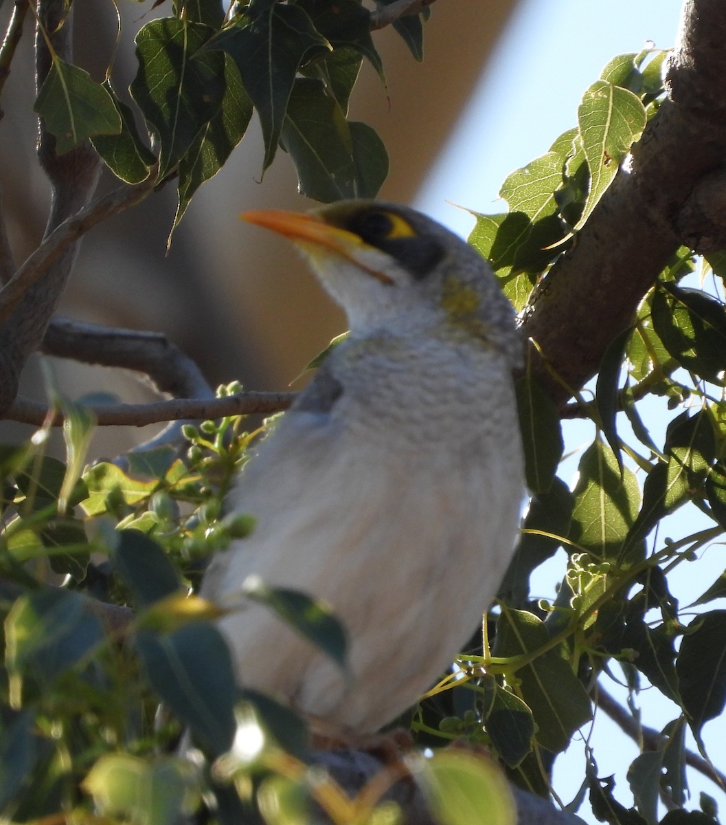 Yellow-throated Miner - ML609847543