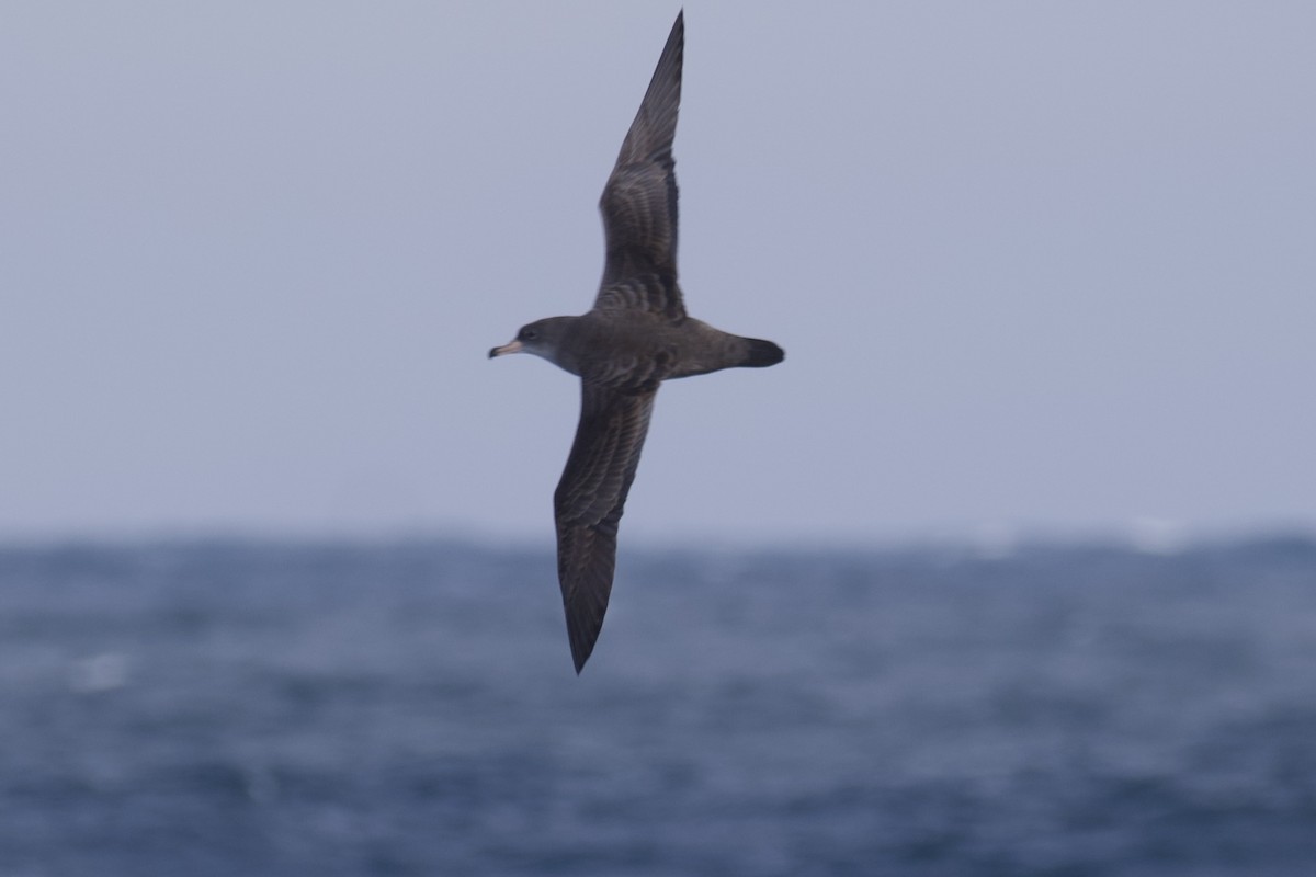 Pink-footed Shearwater - ML609847544