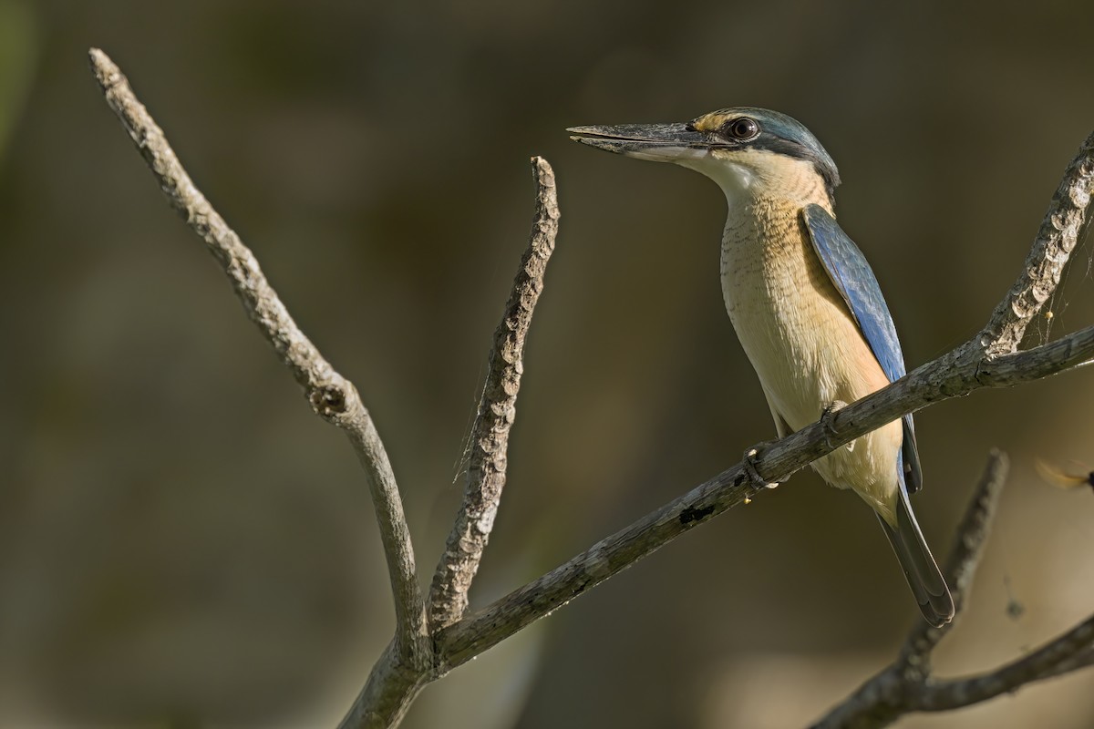 Sacred Kingfisher - Marco Valentini