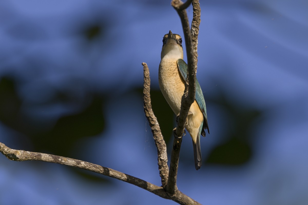 Sacred Kingfisher - Marco Valentini