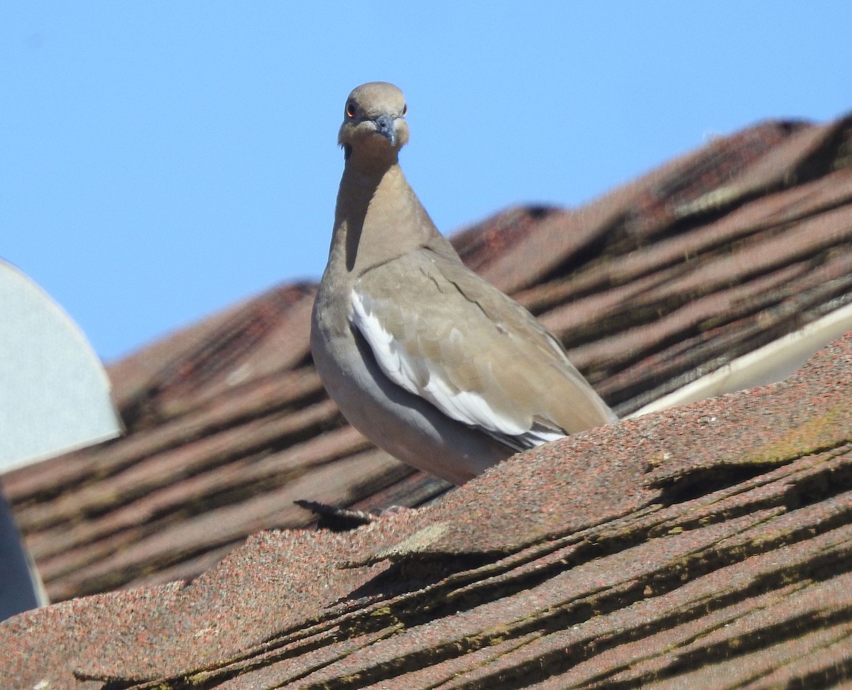 White-winged Dove - ML609847565