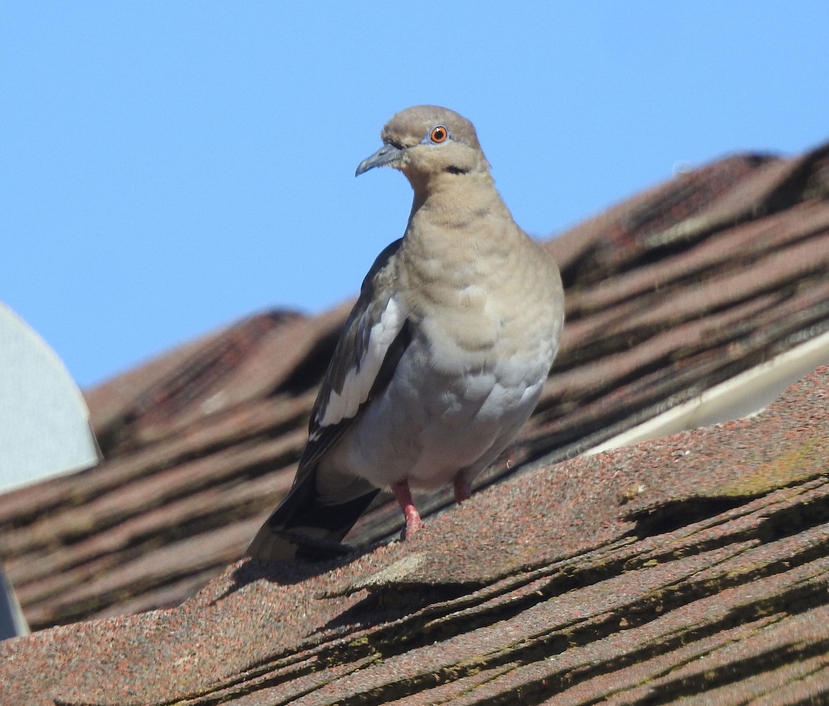White-winged Dove - ML609847566