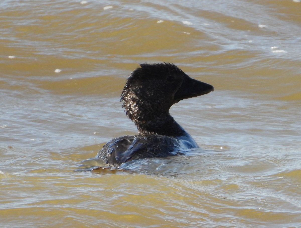 Musk Duck - ML609847568