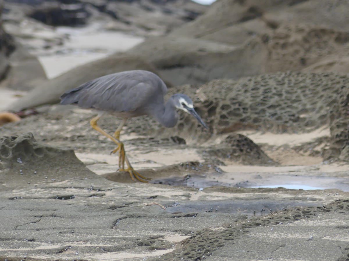 White-faced Heron - ML609847586