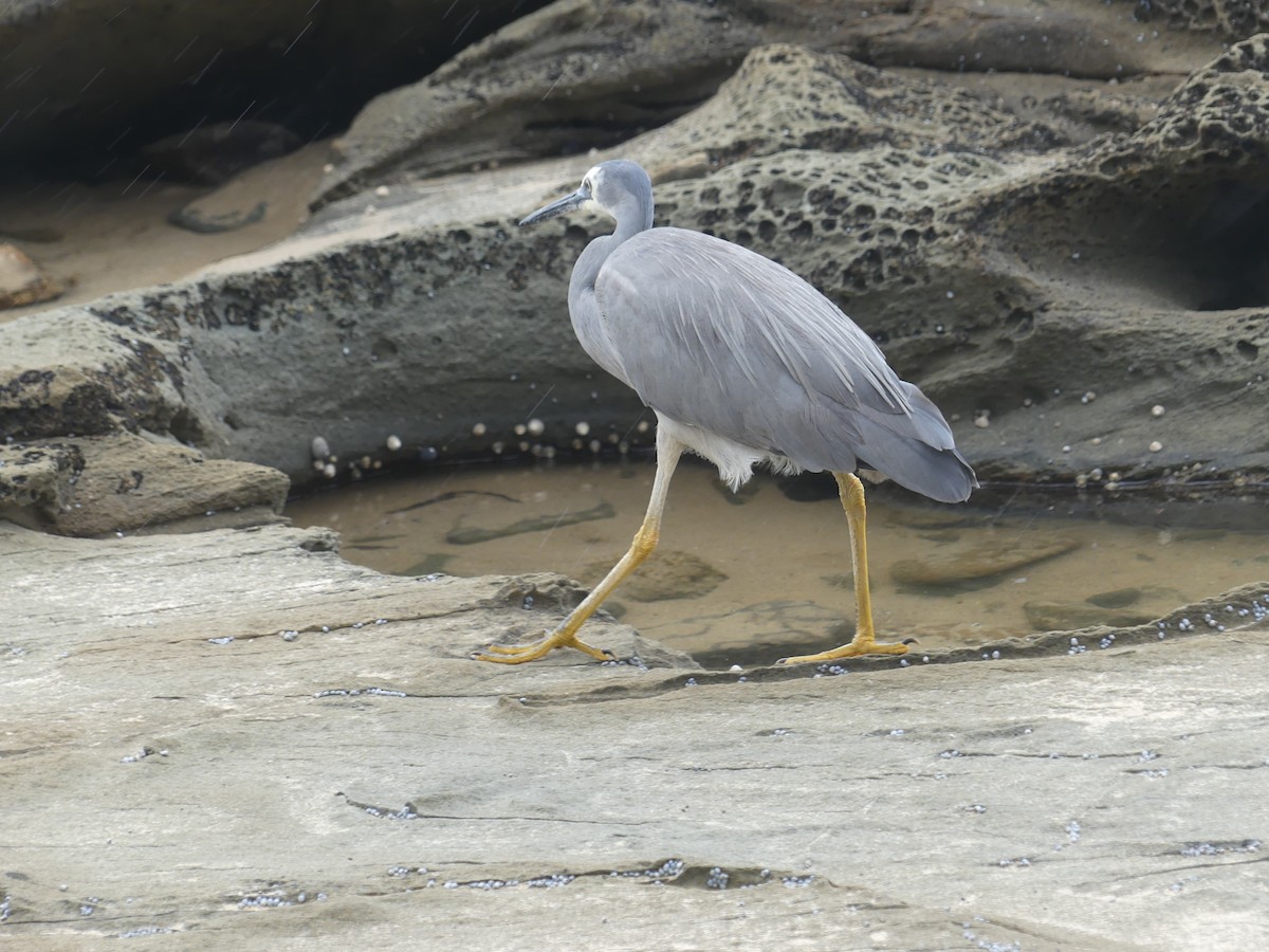 White-faced Heron - Andrew Wood