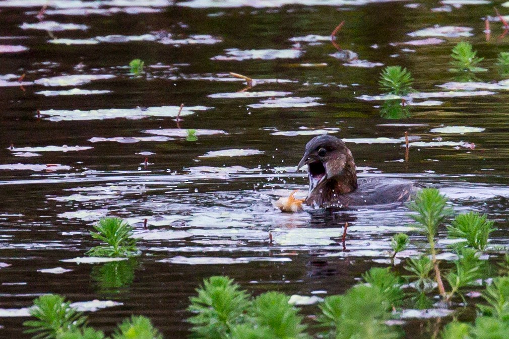 Pied-billed Grebe - ML609847648