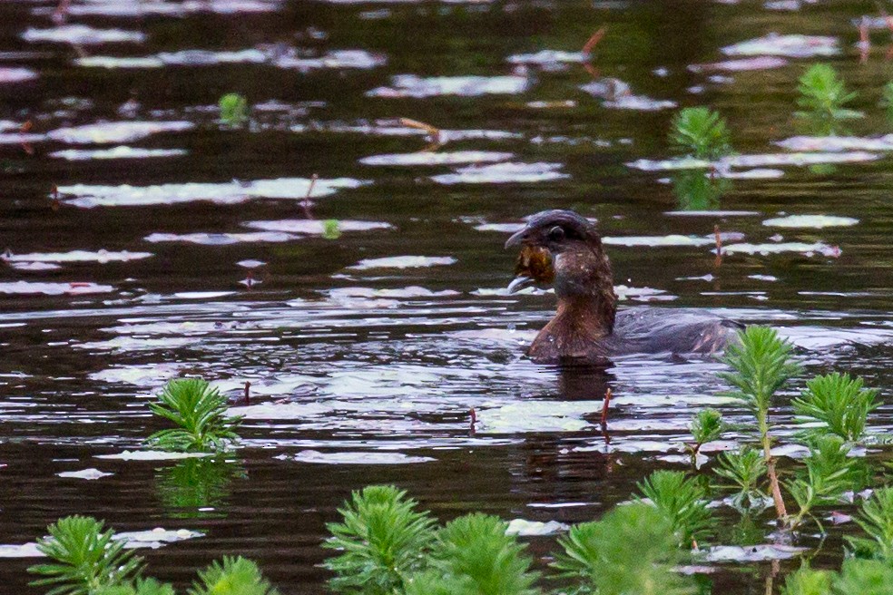 Pied-billed Grebe - ML609847649