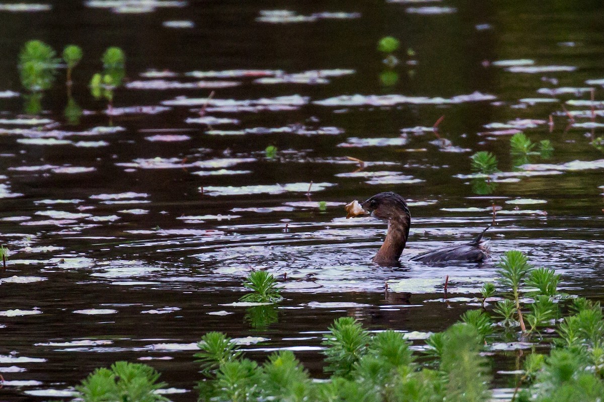 Pied-billed Grebe - ML609847650