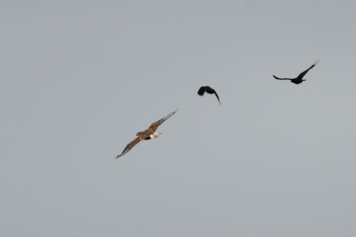 Ferruginous Hawk - Chipper Phillips