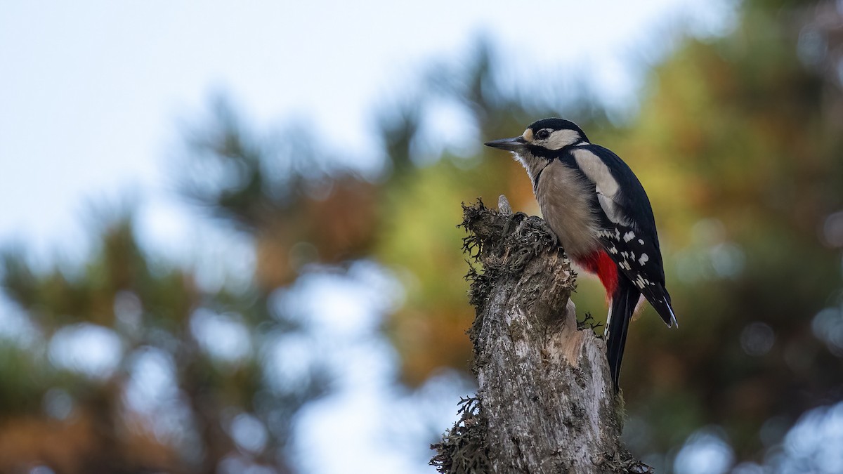 Great Spotted Woodpecker - ML609847689