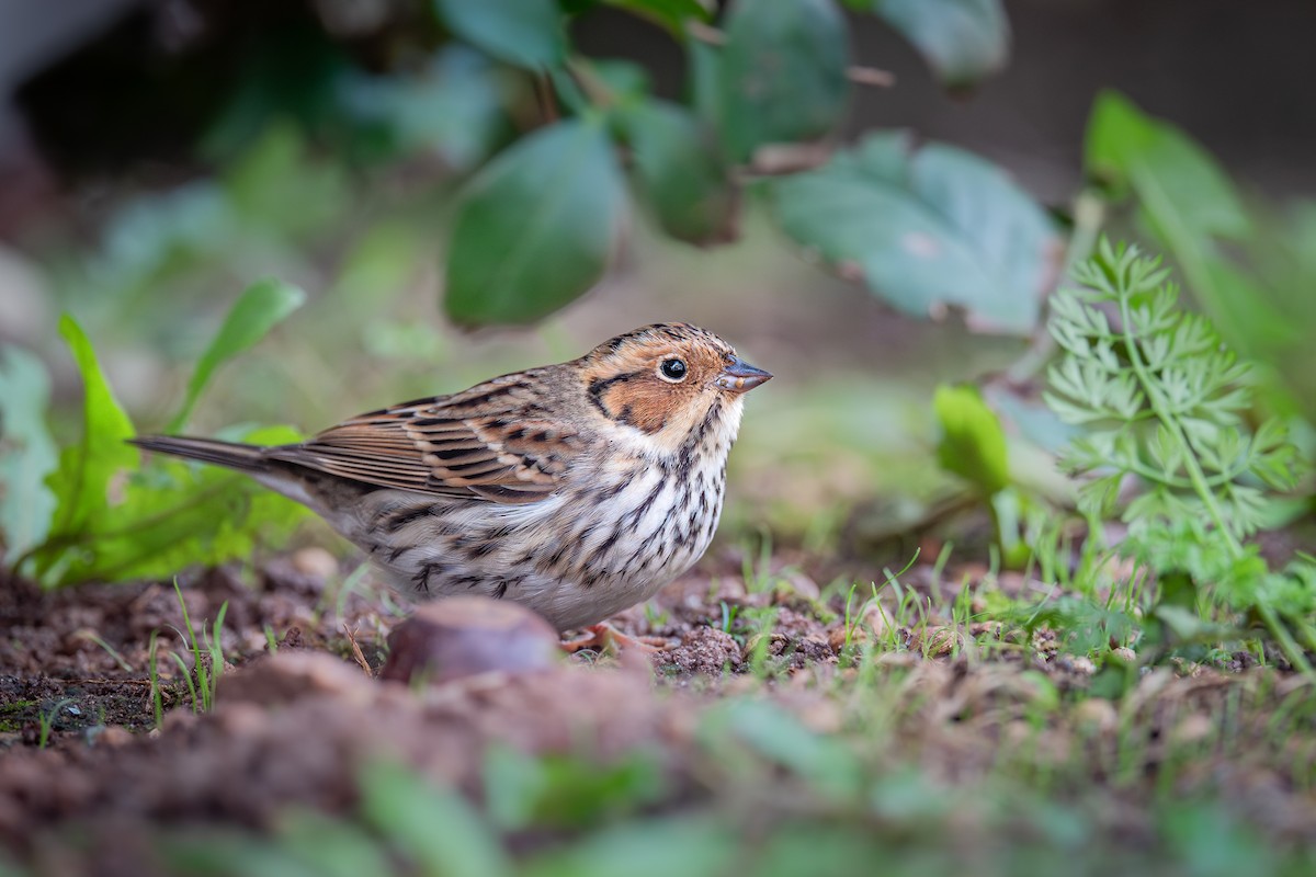 Little Bunting - ML609847709
