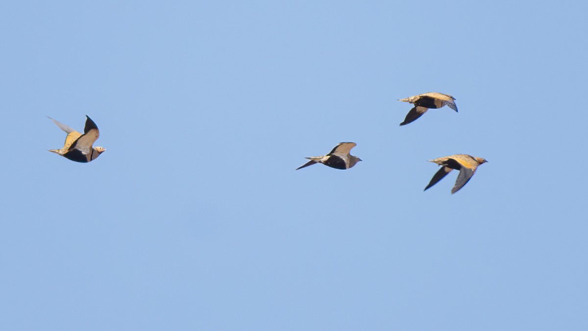Black-bellied Sandgrouse - ML609847753