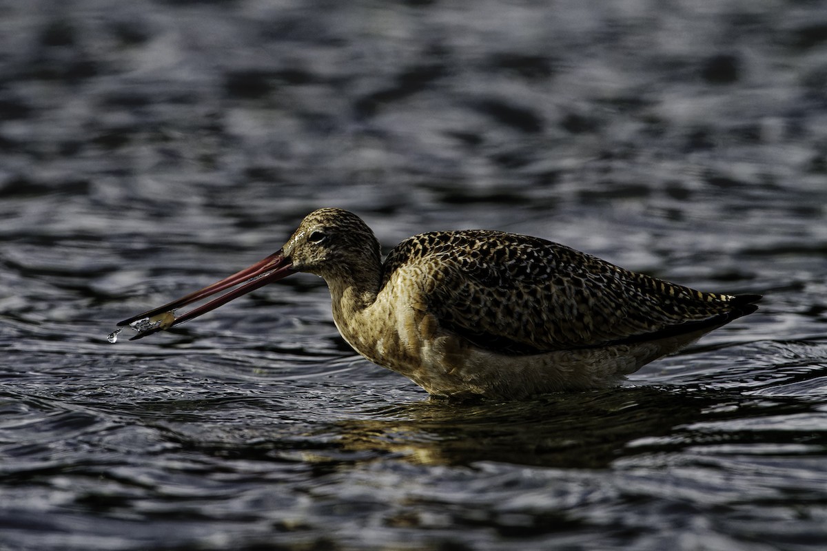 břehouš velký - ML609847817