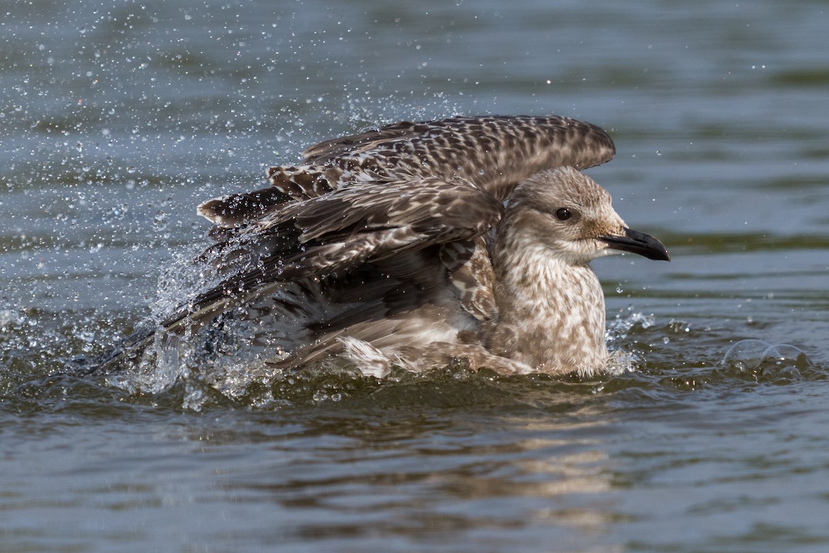 Gaviota Sombría - ML609847919