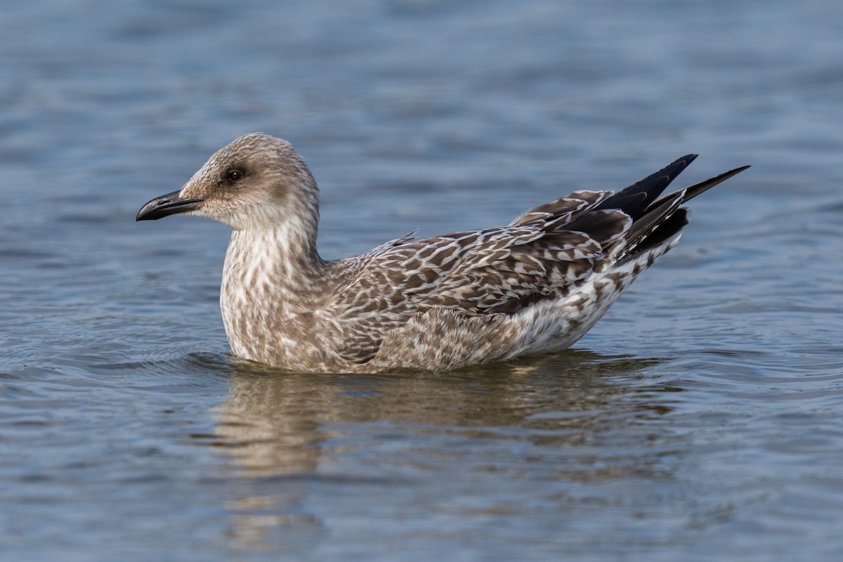 Gaviota Sombría - ML609847920