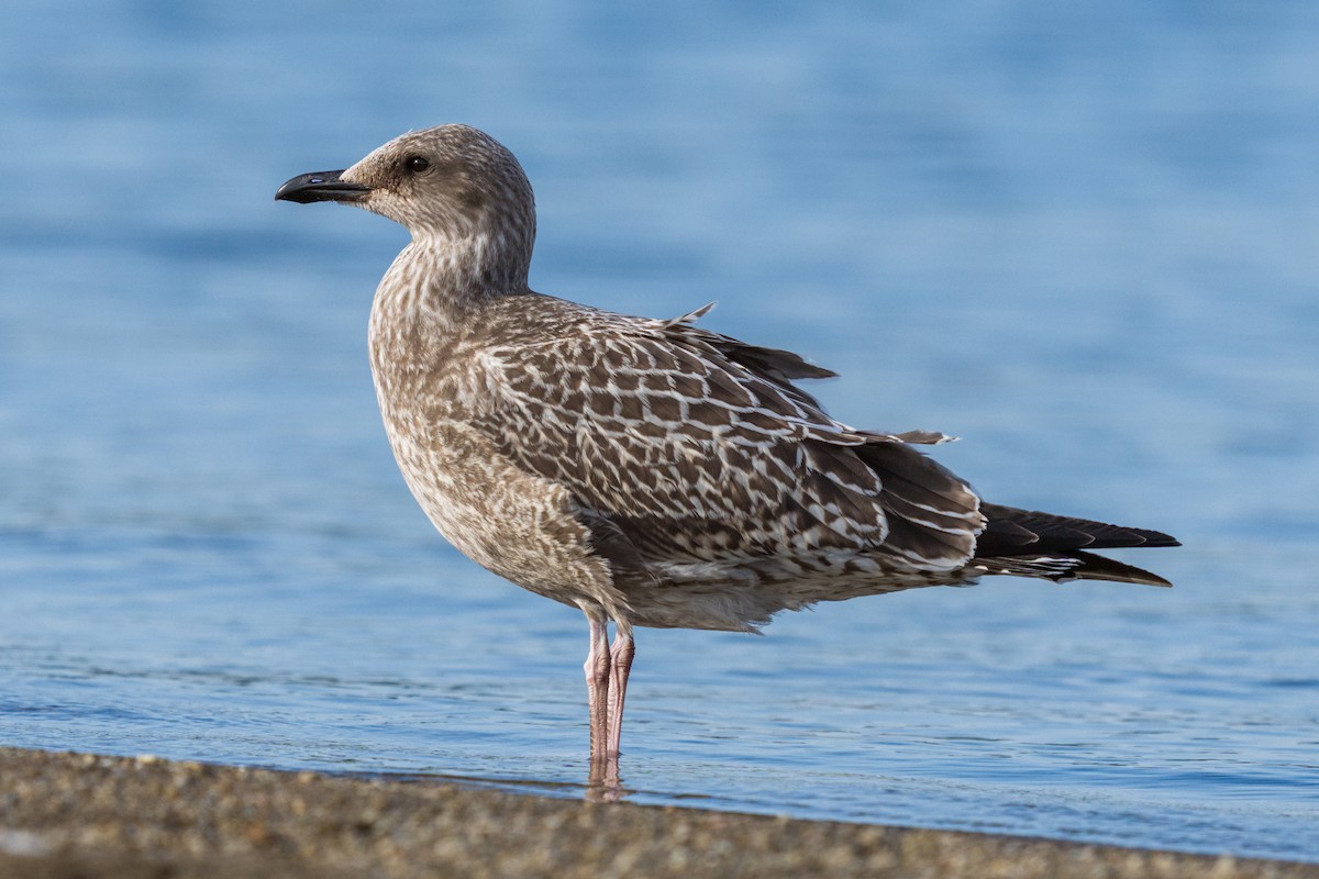 Lesser Black-backed Gull - ML609847921