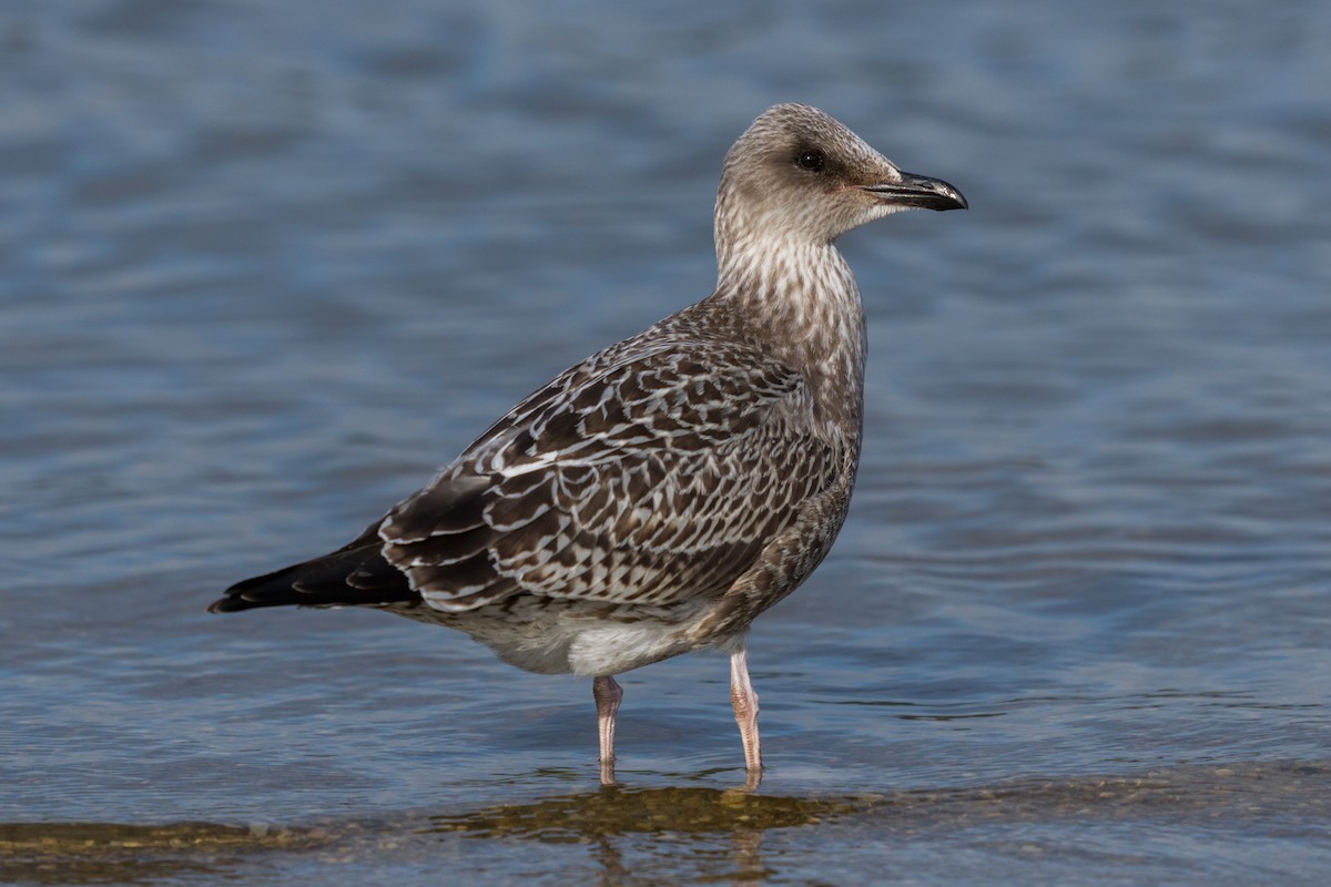 Gaviota Sombría - ML609847922