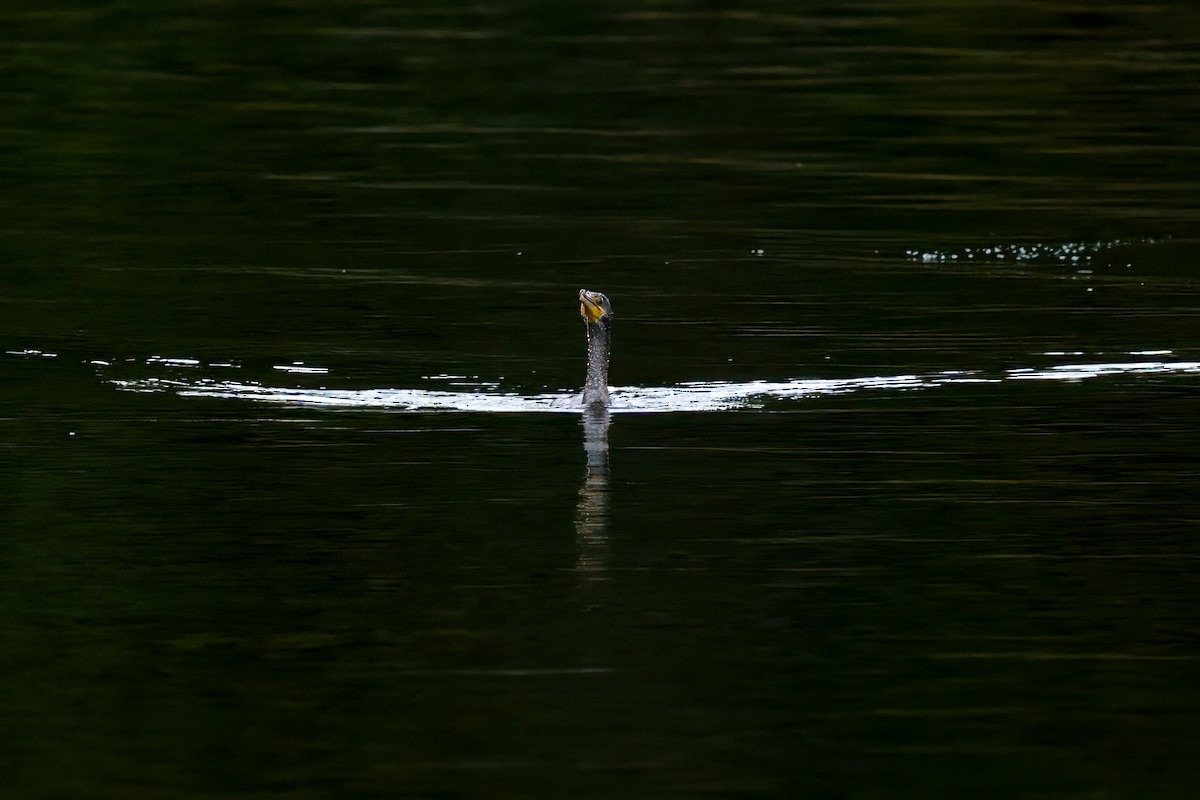 Cormoran à aigrettes - ML609847927