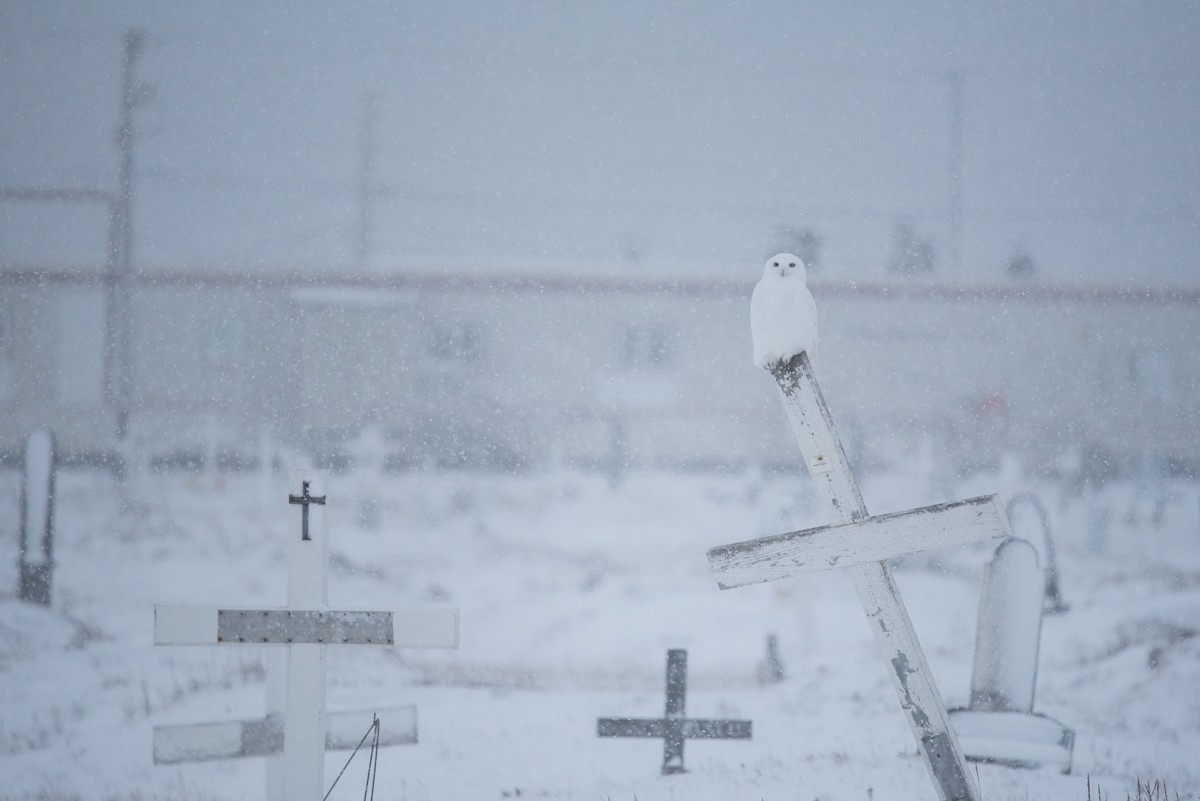 Snowy Owl - ML609847965