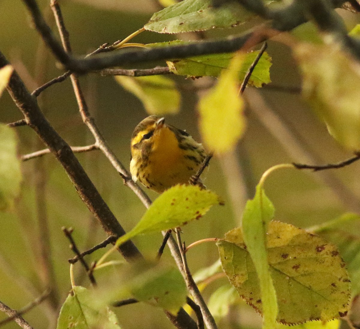 Blackburnian Warbler - Logan Lalonde