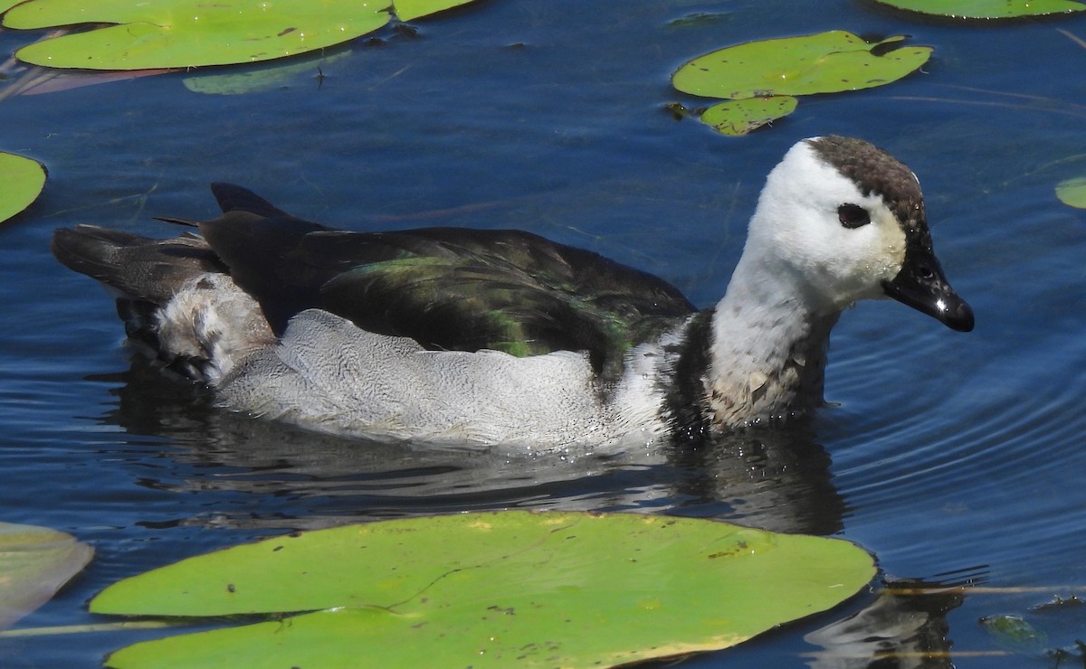 Cotton Pygmy-Goose - ML609848004